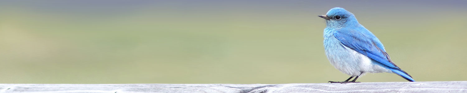 mountain bluebird