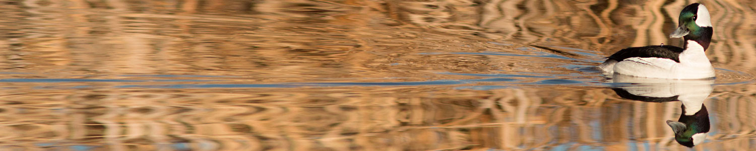 bufflehead