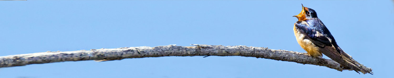 barn swallow