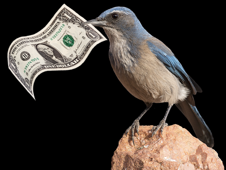 donate_bird